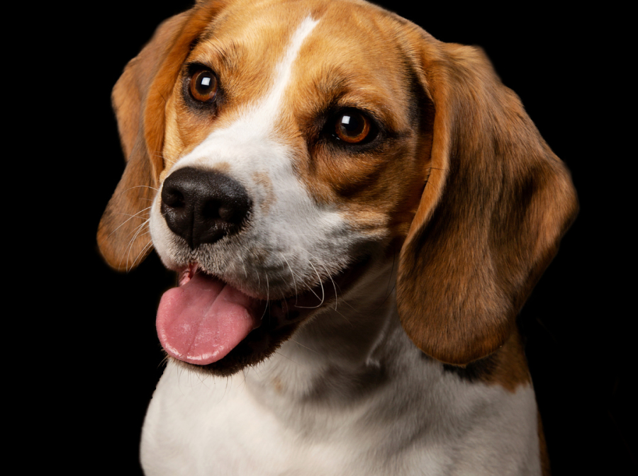 Award winning Dog portraits in Prestwood Bucks